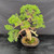 Rear view of the mature Kishu Shimpaku showing its tall trunk, branch structure, pale deadwood and round mica training pot
