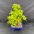 Rear view of the 40-year-old Dawn Redwood showing dense green foliage, its tall silhouette and a blue glazed Yixing pot