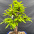 Detailed front view of the Dawn Redwood showing bright green deciduous foliage, established branches and a tapering trunk
