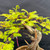 Close-up of the Dawn Redwood canopy showing bright green foliage, copper wire and developing branch placement