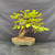 Front view of a twisted trunk Dawn Redwood with bright green foliage in an oval glazed ceramic pot by Jack Hoover