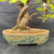Close-up of the Dawn Redwood trunk base, exposed roots and blue-green patterned glaze on the Jack Hoover ceramic pot