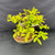Side view of the Dawn Redwood showing a broad canopy, wired branches and the oval Jack Hoover ceramic bonsai pot