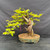 Alternate view of the Dawn Redwood showing its twisting trunk, weathered wood, wired canopy and artist-made ceramic pot