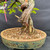 Close-up of the Dawn Redwood trunk base showing mature bark, exposed wood, surface roots and the glazed pot rim