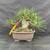 Front view of a 40-year-old Japanese Black Pine with a massive plated trunk, spreading needles and an unglazed Japanese pot