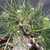 Close-up of healthy candles and long green needles growing from the developing branches of the Japanese Black Pine