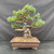 Front view of an imported Japanese White Pine with blue-green needle pads, mature bark and a rectangular Yixing ceramic pot