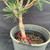 Close view of the Japanese Black Pine Kotobuki lower trunk and clean graft transition above the soil in its grow pot