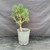 Full view of grafted Japanese Black Pine Kotobuki pre-bonsai with compact dark green needles in a black plastic grow pot