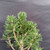 Detailed view of dense dark green dwarf needle growth at the top of the Japanese Black Pine Kotobuki