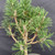 Close-up of compact dwarf needles and numerous branches on the Japanese Black Pine Kotobuki pre-bonsai