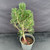 Overhead view of the exact Japanese Black Pine Kotobuki showing its compact foliage, branch structure and plastic grow pot