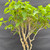 Detailed view of the Mulberry bonsai canopy showing serrated green leaves and numerous developing branches