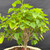 Detailed view of the Mulberry bonsai canopy showing bright green serrated leaves and numerous developing branches