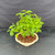 Overhead view of the Mulberry bonsai showing its dense leafy canopy, branching structure and cream Yixing ceramic pot