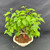 Overhead view of the Mulberry bonsai showing its dense rounded canopy and bright green foliage.