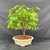Front view of a 16-inch Mulberry bonsai with a full green canopy in a cream glazed Yixing ceramic pot.