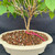 Close view of the Mulberry bonsai’s slender trunk, exposed surface roots and branching above the glazed pot.