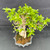 Overhead view of the tropical Premna bonsai showing its green canopy, branching structure and root-over-rock trunk.