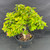 Overhead view of the Pink Pixie Bougainvillea pre-bonsai showing its full rounded canopy, variegated foliage, visible pink bracts and black plastic grow pot.