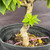 Close-up of the lower trunk and soil line of a Pink Pixie Bougainvillea pre-bonsai, showing pale textured bark, subtle trunk movement and a small cluster of variegated leaves.