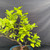 Angled upper view of the large lime bonsai showing its wide branching structure, green foliage, visible fruit and blue ceramic pot.