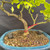 Close view of the lime bonsai’s textured trunk, low branching structure, soil surface and rim of the blue ceramic pot.