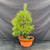 Front view of a 40-year-old seed-grown Japanese Black Pine pre-bonsai with a dense green canopy in a round orange Tokoname grow pot.
