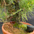Close-up of the Japanese Black Pine’s rugged dark trunk, lower branching and moss-covered soil inside the Tokoname grow pot.