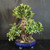 Large Green Island Ficus bonsai with aerial roots, in a blue Yixing exhibition pot