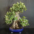 Top angled view of the Green Island Ficus canopy and aerial roots