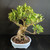 Angled view of old Tiger Bark Ficus bonsai with a rugged root-wrapped trunk, strong side branch, healthy tropical foliage, and 12 inch glazed Yixing ceramic pot.