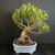 Old imported Tiger Bark Ficus bonsai in a light blue glazed Yixing ceramic pot, showing a gnarly textured trunk, exposed aerial roots, and a broad canopy of green foliage.