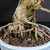 Detailed close-up of the Tiger Bark Ficus trunk base with tangled aerial roots, rough bark texture, bonsai soil, and light blue glazed Yixing ceramic pot rim.