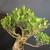 Close-up of the upper trunk and canopy on an imported Tiger Bark Ficus bonsai, showing old bark texture, branching structure, and dense green leaves ready for styling.