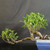 Side view of unusual Tiger Bark Ficus bonsai with a long horizontal trunk, twisting branch structure, healthy green foliage, and blue glazed ceramic pot.