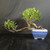 Full side profile of oddball Tiger Bark Ficus bonsai with dramatic horizontal movement, compact foliage pads, and a square blue glazed Yixing pot.