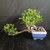 Overhead angled view of unusual Tiger Bark Ficus bonsai showing sideways trunk line, healthy green canopy, exposed root base, and blue glazed ceramic pot.