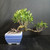 Odd Tiger Bark Ficus bonsai in a blue glazed Yixing ceramic pot, showing a strange exposed root base, sideways trunk movement, and two clusters of green tropical foliage.
