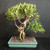 Back view of large imported Tiger Bark Ficus bonsai showing twisting trunk movement, exposed aerial roots, green foliage pads, and rectangular Japanese glazed ceramic pot.
