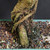 Detailed close-up of Tiger Bark Ficus trunk base with thick aerial roots, rugged bark texture, bonsai soil, and Japanese glazed ceramic pot edge.