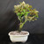 Silverberry bonsai in a cream glazed Japanese ceramic pot, showing an upright trunk, compact canopy, green leaf tops, and silvery leaf undersides.