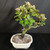 Angled view of Silverberry bonsai with glossy green foliage, silver-backed leaves, sturdy trunk movement, bonsai soil, and cream glazed Japanese pot.