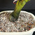 Close-up of the Silverberry bonsai trunk base with mossy bark and root flare