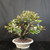 Large twin trunk Silverberry bonsai with silver-backed leaves, cream Yixing pot