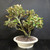 Large Silverberry bonsai in a cream glazed Yixing ceramic pot with twin trunks, broad branching, green leaves, and visible silvery leaf undersides against a dark background.