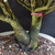 Close-up of the twin trunk base with textured bark and surface roots