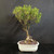 Alternate front view of Ficus microcarpa 'Melon Seed' bonsai showing the cream Japanese pot, rooted base, narrow trunk, and dense upper branching ready for styling.