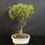 Ficus Melon Seed bonsai in a cream glazed Japanese ceramic pot with a tall upright trunk, exposed root base, fine branching, and small green leaves against a dark background.